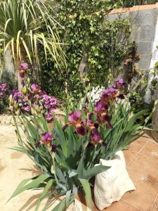 A garden outside Casa La Higuera