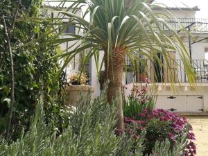 A garden outside Casa La Higuera