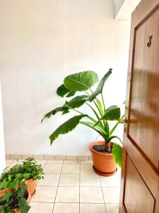 a plant sitting on a tiled floor next to a door at Urbano in Tarija