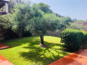 A garden outside Villa Capo Coda Cavallo piscina privata