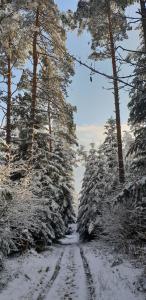 a snow covered road with trees and footprints in the snow at Przystanek Letnisko in Komańcza