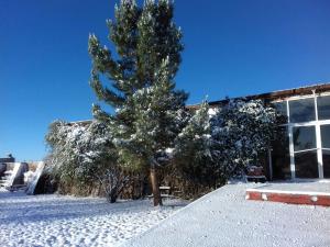 un pino nella neve accanto a un edificio di Rancho independiente para acampar o trailer parks a Cuauhtémoc