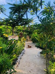 Κήπος έξω από το The Dream Garden Bungalow