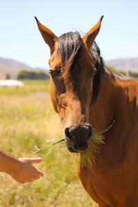 una persona alimentando a un caballo con hierba en la boca en Cabañas La Esperanza en Tornquist