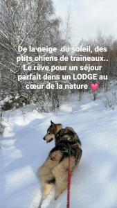 SoultzerenにあるLodge bien être et natureの雪の上の紐の上の犬