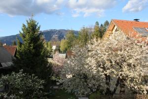 un groupe d'arbres avec des fleurs blanches dans une cour dans l'établissement Apartments Kapus Center, à Bled