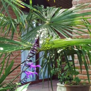 una planta con flores púrpuras en una olla en Libertad Posada y Spa en Villa Las Rosas