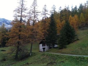 a small house on a hill in a forest at Rustico Bersacola in Bosco Gurin