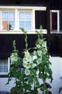 eine Pflanze mit weißen Blumen vor einem Haus in der Unterkunft Ferien in der Vogelherd in Wolfhalden 