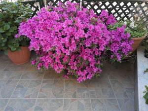 kupę fioletowych kwiatów w doniczkach na patio w obiekcie Σπίτι με απεριόριστη θέα w mieście Tríkeri