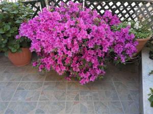 A garden outside Σπίτι με απεριόριστη θέα
