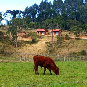 una vaca pastando en un campo frente a una casa en Cabanas Observatório, en Urubici