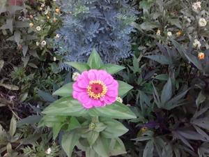 a pink flower in the middle of a garden at Casa Amaranta in Samaipata