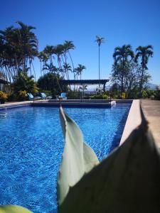 a white shark swimming in a swimming pool at Hotel Villas de la Colina in Atenas