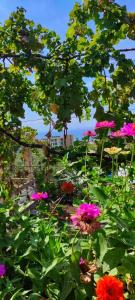 a garden filled with lots of colorful flowers at Casa Qeparo in Qeparo