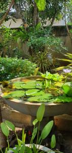 een vogelbad gevuld met veel groene planten bij Temple Tree Mirissa in Mirissa