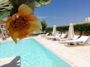 un fiore giallo seduto accanto alla piscina di Il Giardino Del Tiglio a Uggiano la Chiesa