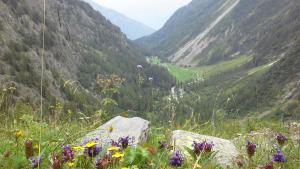 a view of a valley with flowers on a mountain at L'Arpille in Salvan