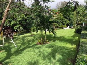 uma palmeira no meio de um relvado em Rancho Jacob By Hospedify Preciosa Villa campestre con un amplio patio hermoso jardín cómodo gazebo y piscina em Jarabacoa