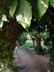 um caminho através de um jardim com grandes folhas verdes em Villa Acchiappasogni em Porto San Paolo