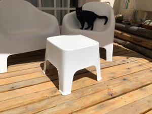プエルト・マドリンにあるArenas B&B- Casa Compartidaの白椅子の横に座る黒猫