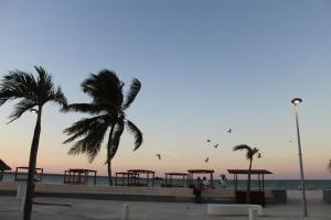 a group of picnic tables on the beach with palm trees at Hotel Scappata in Progreso