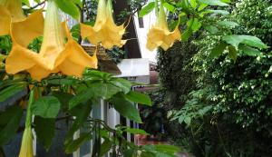 Zahrada ubytování Hotel Jardines Del Carmen