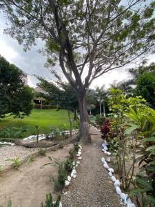 un árbol en un jardín con rocas alrededor en BONITA HOSTEL, en Palomino