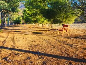 Fotografie z fotogalerie ubytování Casa Mayoral B&B Pet friendly v destinaci Valle de Guadalupe
