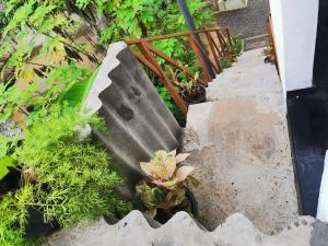um conjunto de escadas de betão com plantas em Nilupul Villa em Ambalangoda