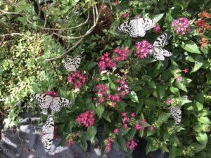 un grupo de mariposas sentadas en una planta con flores rosas en 来家 Motobu Kuruchi 美ら海水族館すぐの蝶々がいつでも観察できる貸別荘, en Motobu