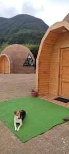 a dog sitting on a green rug in front of two huts at Domotel Aysen in Puerto Aisén