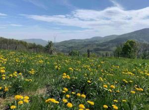 Paisaje cerca de este apartamento