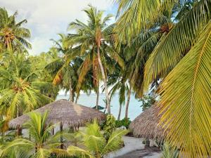 Island Life Maldives Retreat & Spa في Magoodhoo: شاطئ فيه نخيل وكوخ شفاط