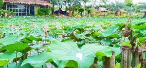 Ein Garten an der Unterkunft Ban Ing Suan