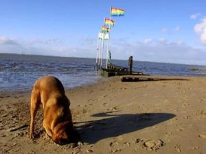 a brown dog sitting on a beach with a boat at Ferienhaus Cordes, FeWo Vermittlung Nordsee in Dangastermoor