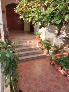 麥地那的住宿－Villa Marmara，坐在庭院里的一堆盆栽植物