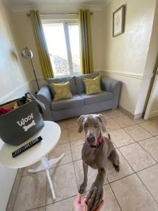 a dog sitting on the floor in a living room at Croyde Bay Hotel or Self Catering in Croyde