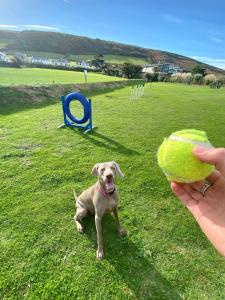 a person holding a dog in a field with a tennis ball at Croyde Bay Hotel or Self Catering in Croyde