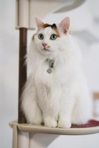 un gatto seduto sopra un tavolo di Home Yasuda a Otaru