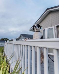 a dog sitting on top of a white fence at Croyde Bay Hotel or Self Catering in Croyde