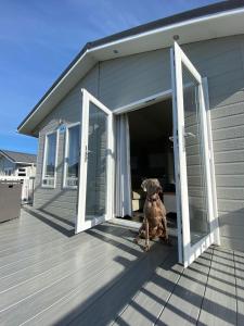 a dog sitting on the porch of a house at Croyde Bay Hotel or Self Catering in Croyde