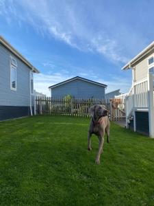 a dog standing in the grass in a yard at Croyde Bay Hotel or Self Catering in Croyde