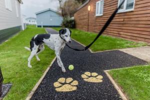 a dog on a leash with a tennis ball on a driveway at Croyde Bay Hotel or Self Catering in Croyde