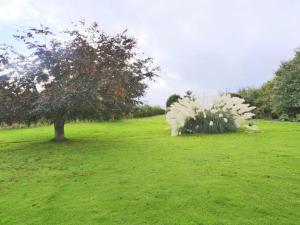 a tree in a field with a tree in the grass at Holiday Home Eelsfoot by Interhome in Hemley