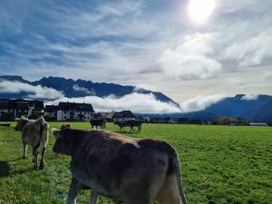 eine Gruppe Kühe auf einem Feld mit Bergen im Hintergrund in der Unterkunft Urlaub am Bauernhof bei Familie Steinbrecher in Bad Mitterndorf + 3 Fotos