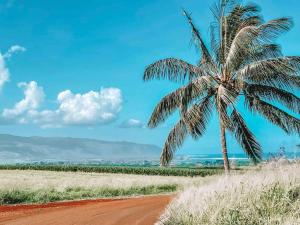 a palm tree on the side of a dirt road at Cute Off Grid Glampsite with WiFi- 5 min from Haleiwa Town in Haleiwa