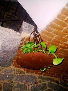 Ein Sandwich mit einer Pflanze, die daraus wächst. in der Unterkunft Borgo dei Centenari in Orgosolo
