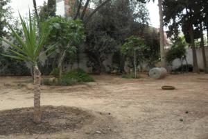 a small palm tree in a dirt yard at Villa meublée à skanes Monastir in Monastir