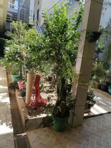 um jardim com vasos de plantas num edifício em Quarto para Rapazes no Centro Sinop MT em Sinop